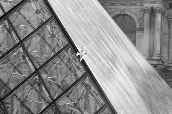CONCRETE JUNGLE by Camille Massida Photography
